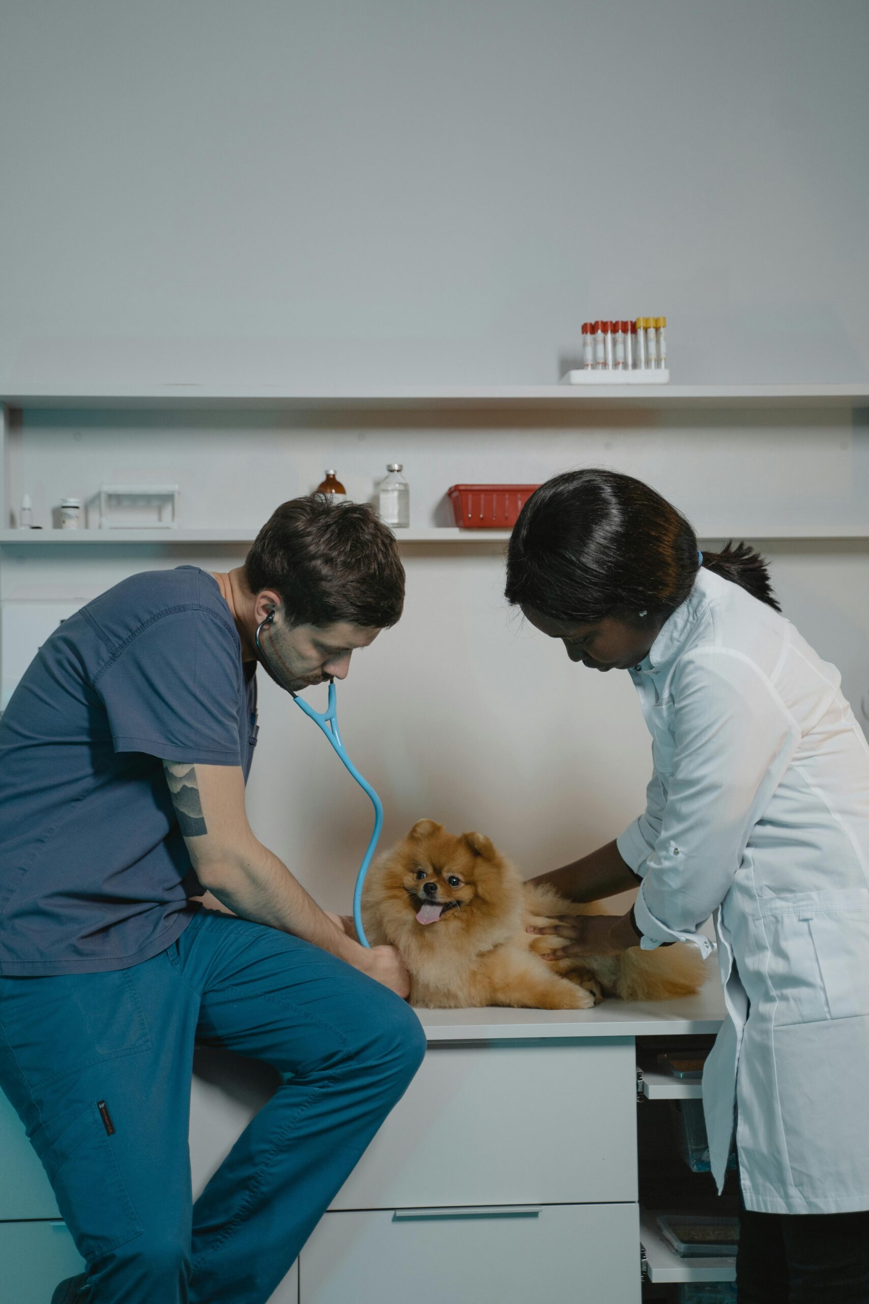 Veterinarians examine a Pomeranian dog in a clinic using a stethoscope for pet care.