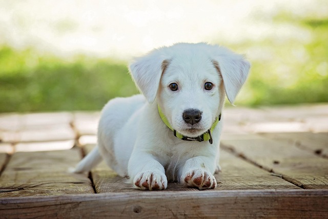 puppy, dog, pet, collar, dog collar, white puppy, white dog, domestic, domestic dog, lying down, nature, portrait, dog portrait, animal, cute, white, adorable, canine, doggy, looking