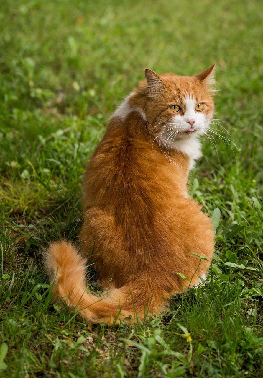cat, feline, animal, nature, portrait, ginger cat, sitting, furry, furry cat, pet, kitty, cat portrait, domestic, domestic cat, cat, cat, cat, cat, cat