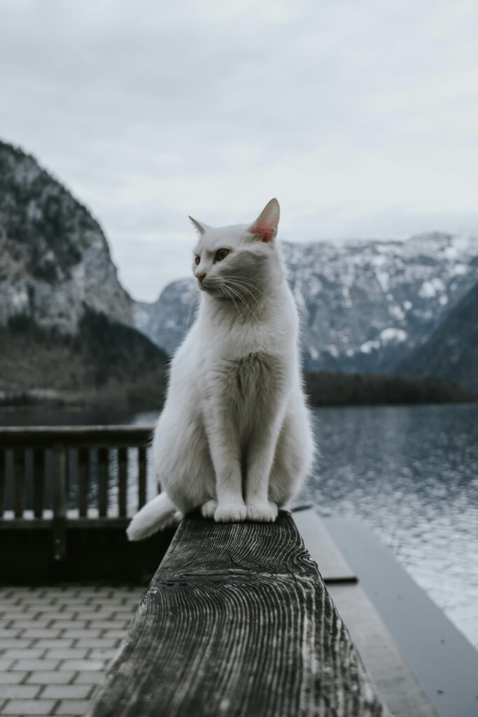 A white cat sits on a railing overlooking a serene mountain lake, perfect for a winter backdrop.