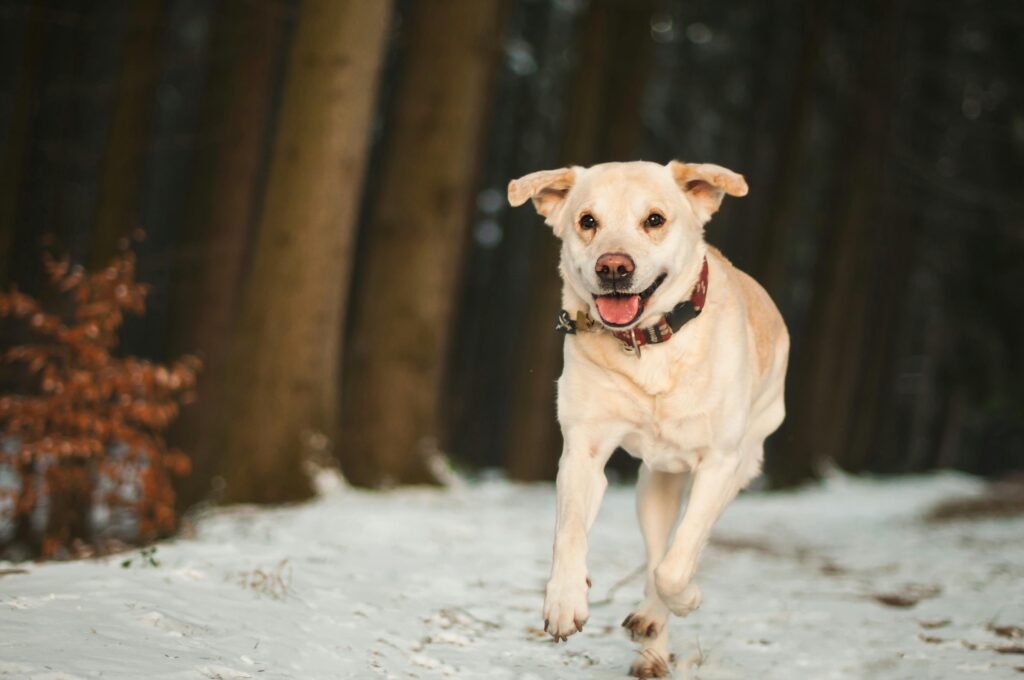 Labrador retriever joyfully running through a snowy forest, capturing the essence of winter outdoors.