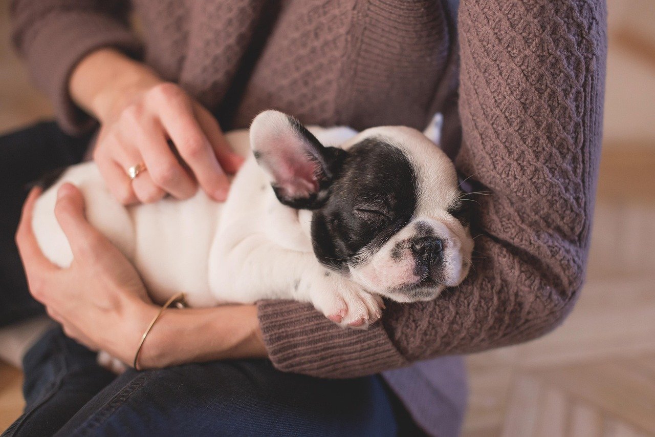 bulldog, puppy, pet, owner, woman, sleep, nature, sleeping, asleep, sleeping dog, animal, canine, cute, dog, hands, relax, stroking