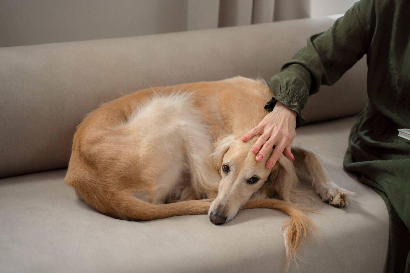 A Greyhound dog lies calmly on a sofa, comforted by its owner's gentle hand.
