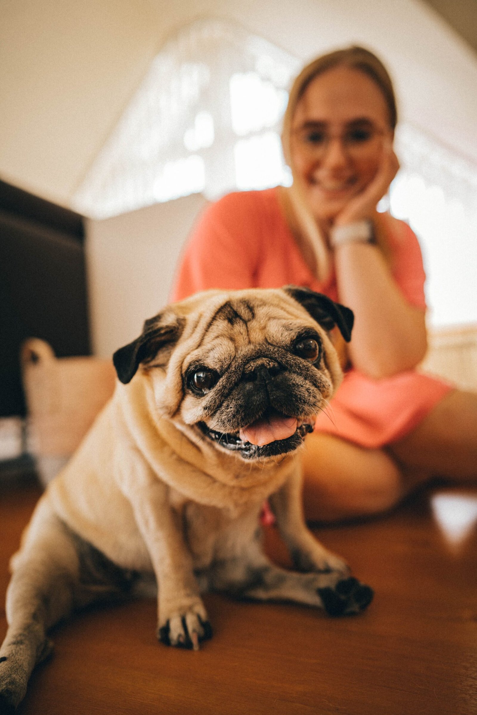A joyful pug sitting indoors with its owner in the background.
