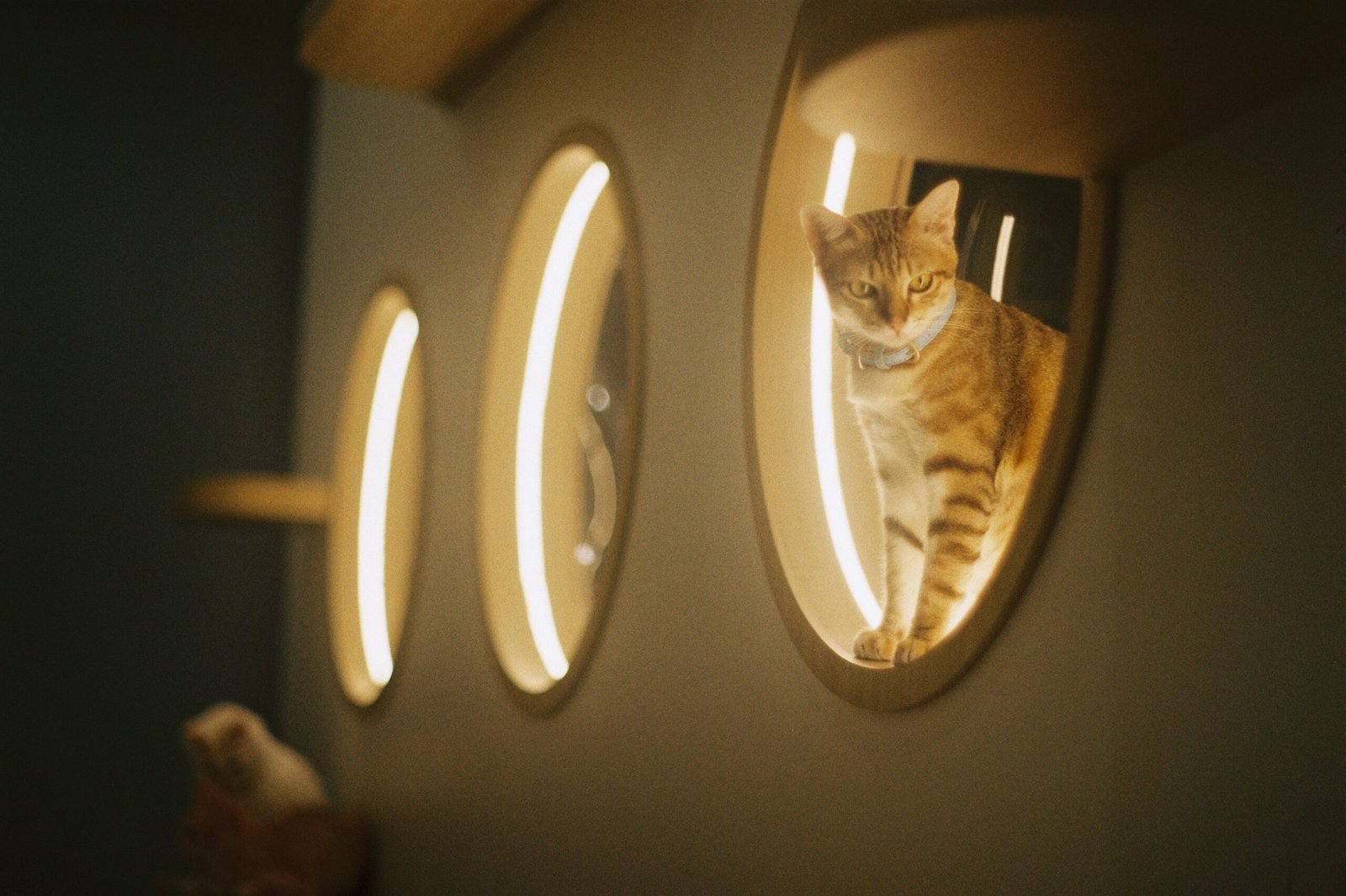 A tabby cat sits comfortably in a modern, lit alcove indoors, creating a warm and cozy atmosphere.