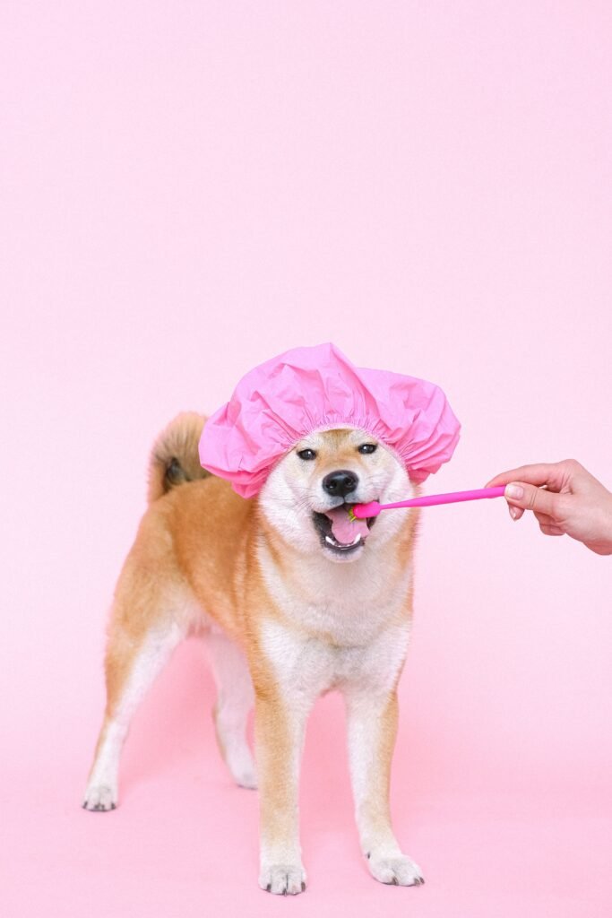 Cute Shiba Inu wearing a pink cap, brushing teeth on a pink background.