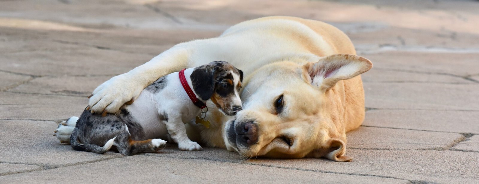 A Labrador Retriever lovingly cuddles a small puppy on a sidewalk, showcasing an endearing interspecies friendship.