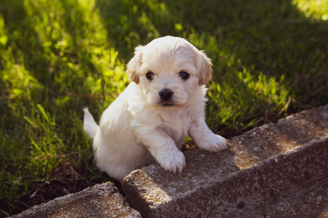 puppy, dog, pet, canine, animal, fur, snout, mammal, dog portrait, nature, animal world