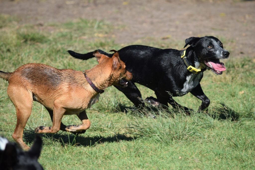 Two dogs energetically playing and running on a grassy field on a sunny day.