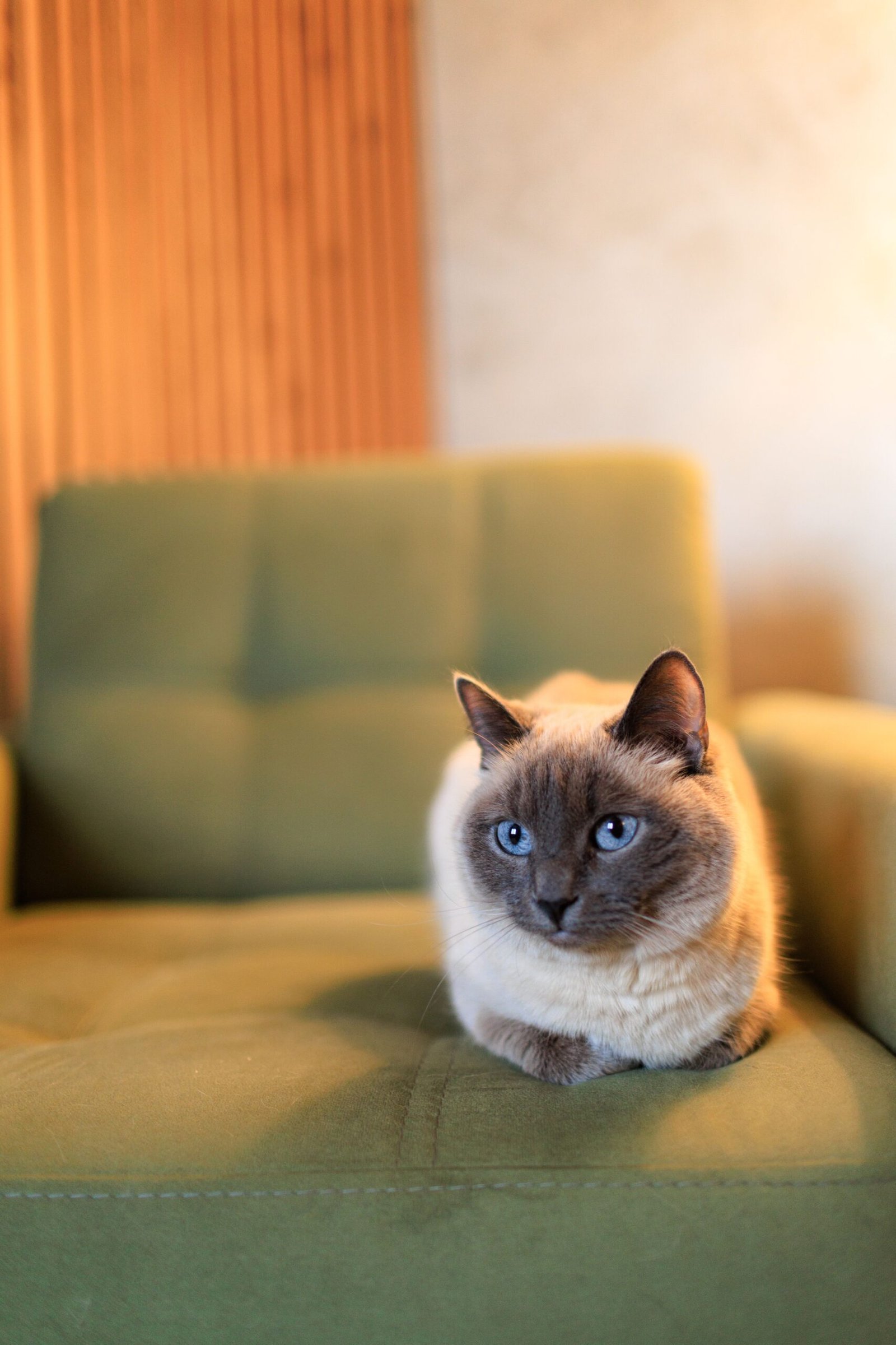 Serene Siamese cat with blue eyes lounging on a modern green armchair indoors.